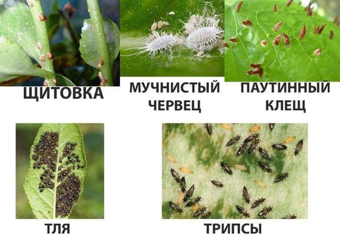 Как избавиться от мошки в орхидее в домашних условиях: простые способы