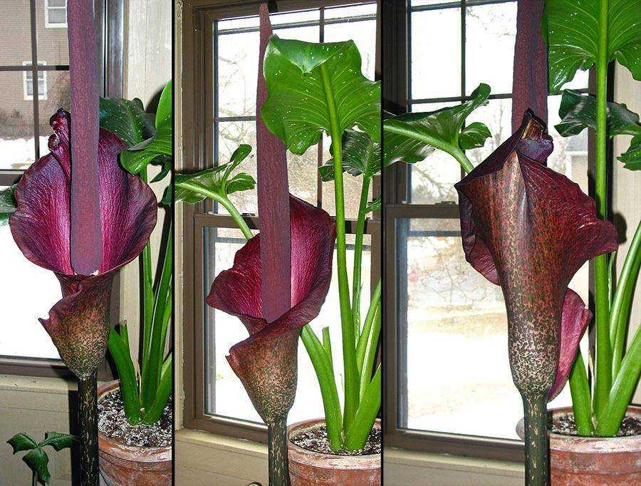 Аморфофаллус коньяк в домашних условиях | floravdome.ru
