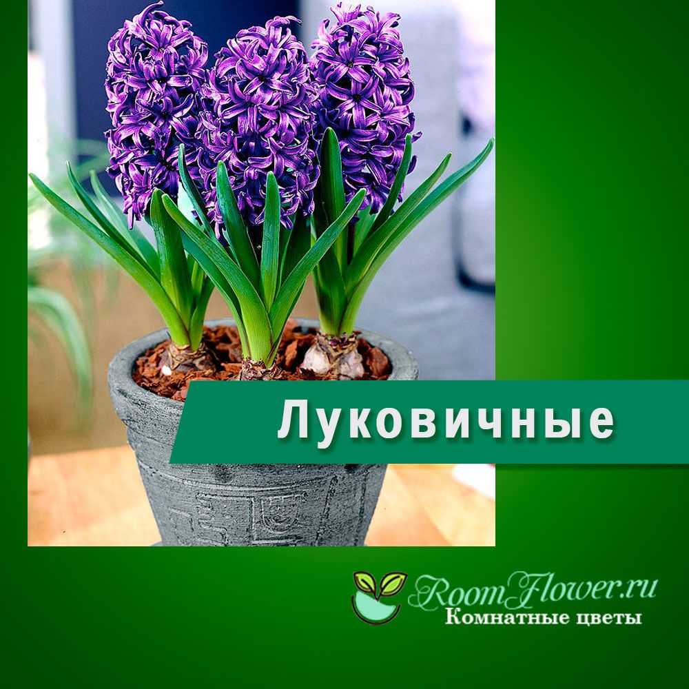 Луковичные цветы фото и названия комнатные, садовые, первоцветы