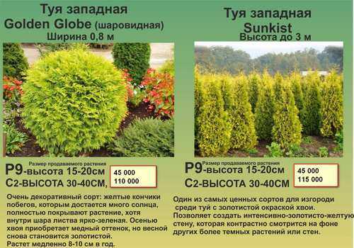 Какие бывают виды туи? – 41 сорт с фото и названиями