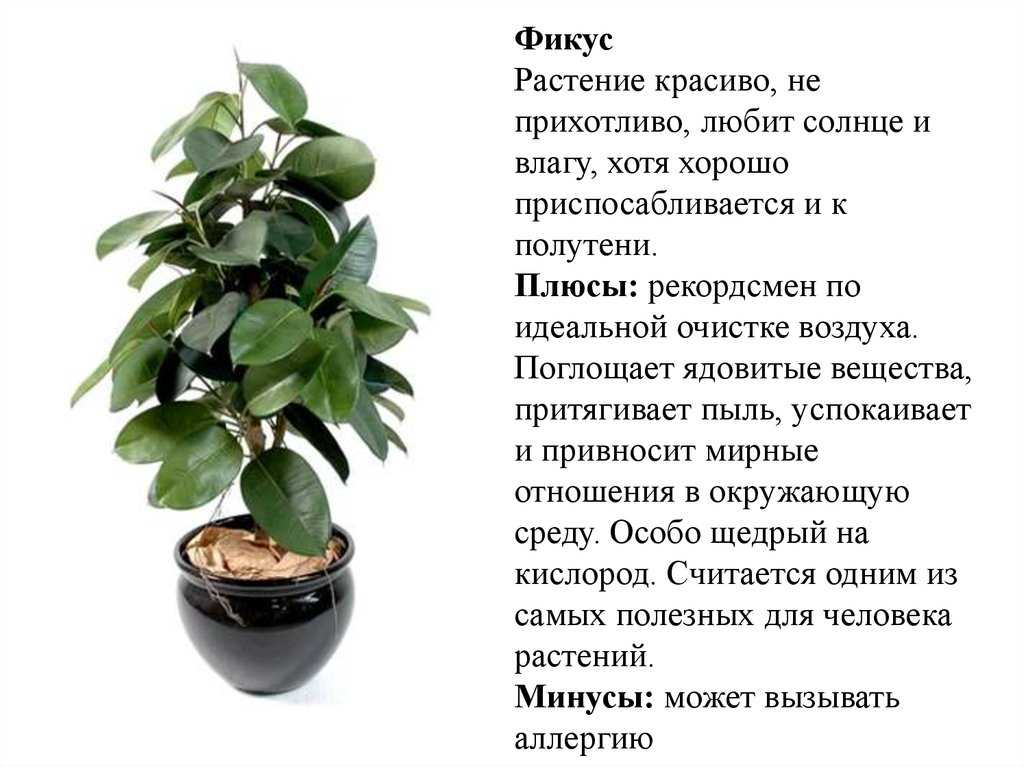 Цветок фикус: описание комнатного растения, цветет или нет сорт бенджамин, является деревом или цветком, какое нужно освещение, все об уходе в домашних условиях