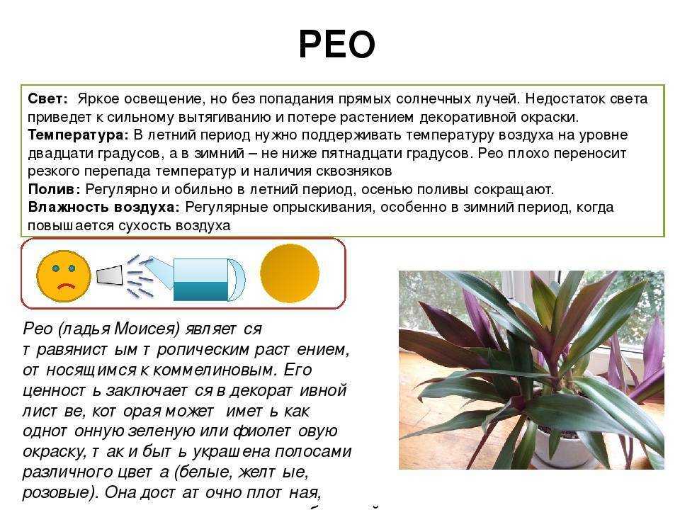 Список комнатных растений с фиолетовыми листьями: фото, названия, описание