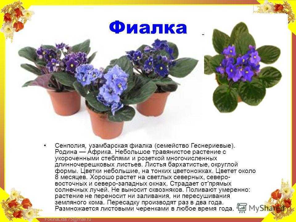 Сенполия (узамбарская фиалка): уход в домашних условиях, сорта, фото