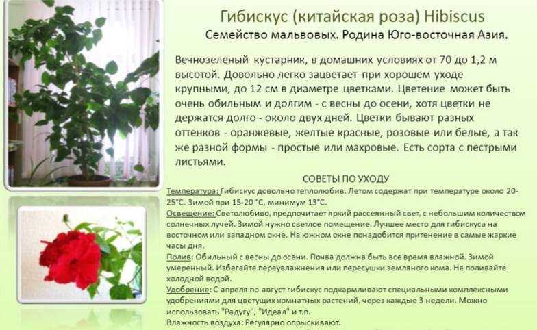 Комнатный гибискус: уход и выращивание, вредители и болезни цветка