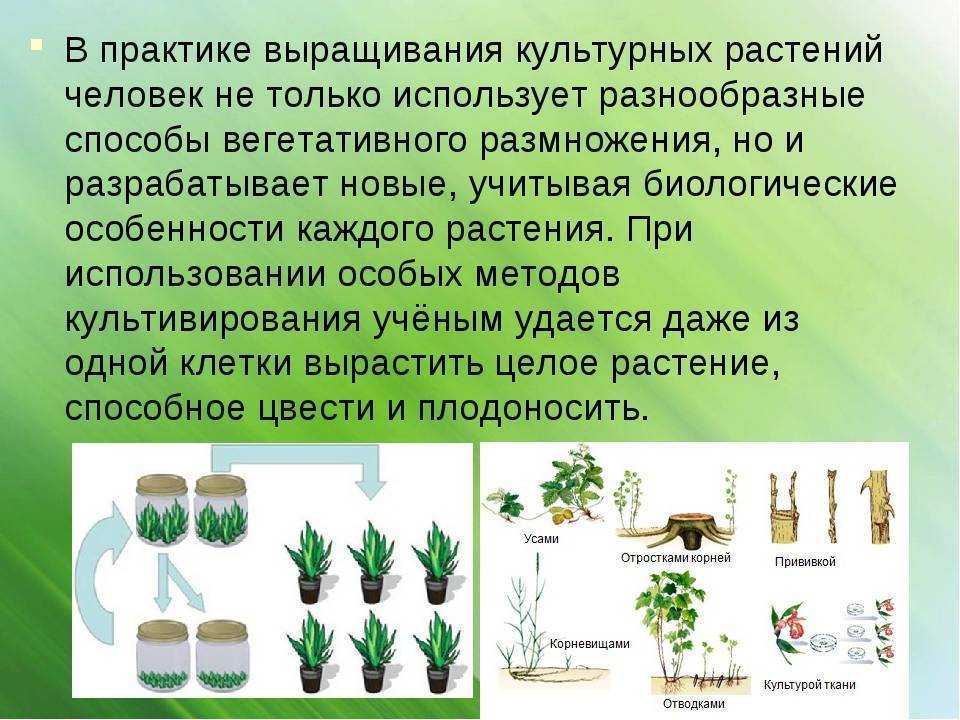 Крокосмия люцифер: посадка и уход за цветком
