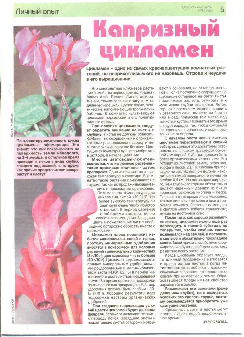 Секреты выращивания цикламена