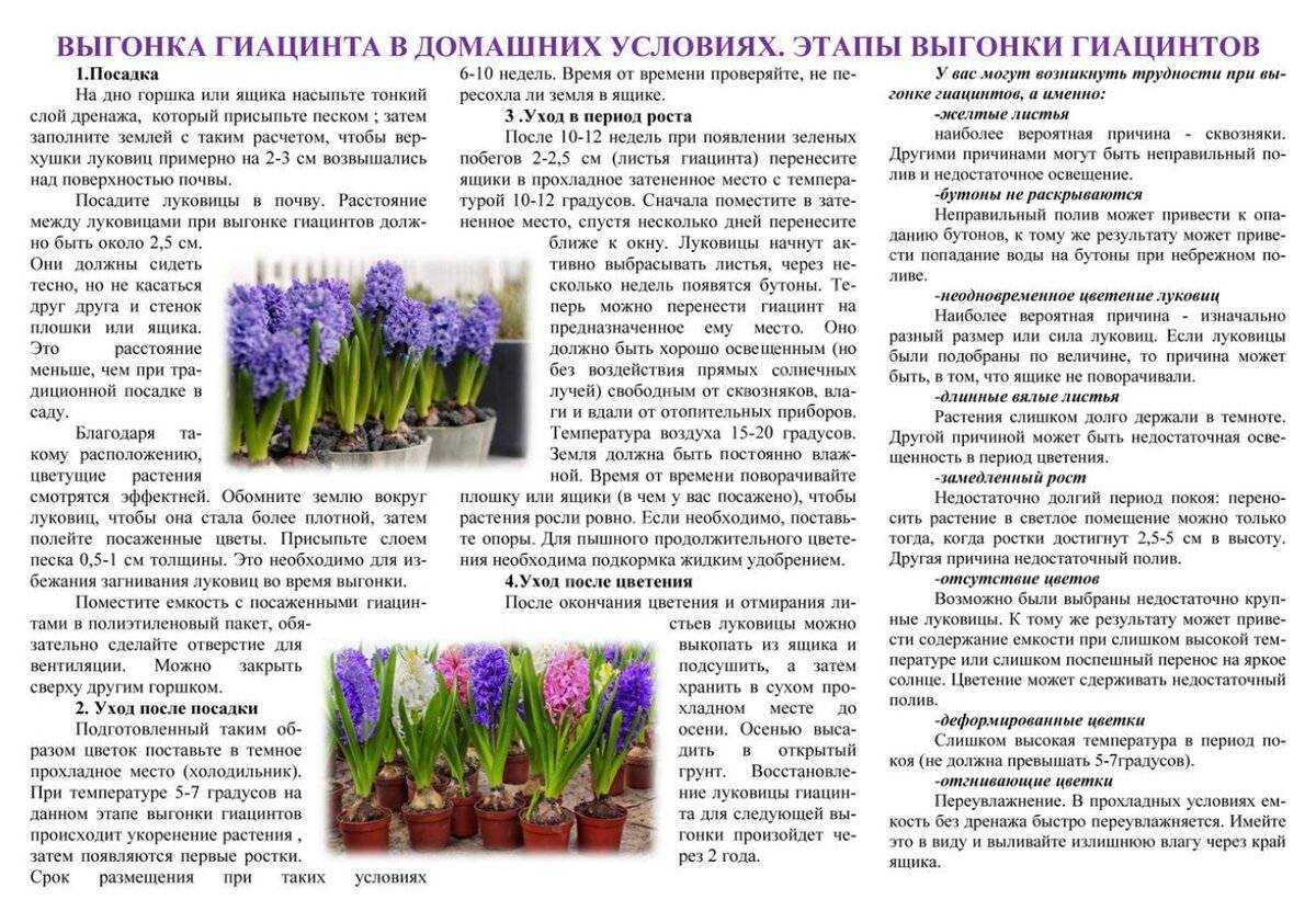 Гиацинт дома в горшке: уход за цветком после покупки и цветения