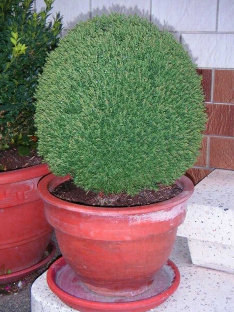 ✅ туя западная тедди: фото и описание, посадка и уход в открытом грунте, в ландшафтном дизайне, размножение - tehnoyug.com