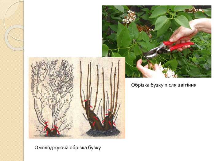 Сирень мейера: описание и фото сортов, посадка и уход, размножение