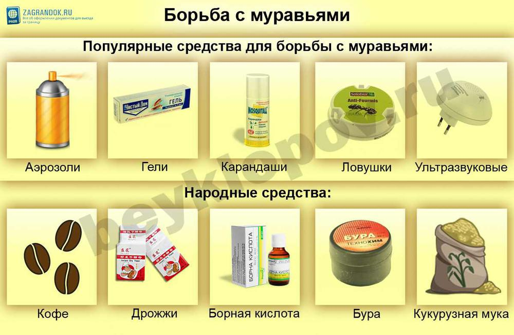 Муравей древоточец — признаки заселения в доме, как избавиться от насекомых быстро. обзор способов борьбы с муравьями древоточцами
