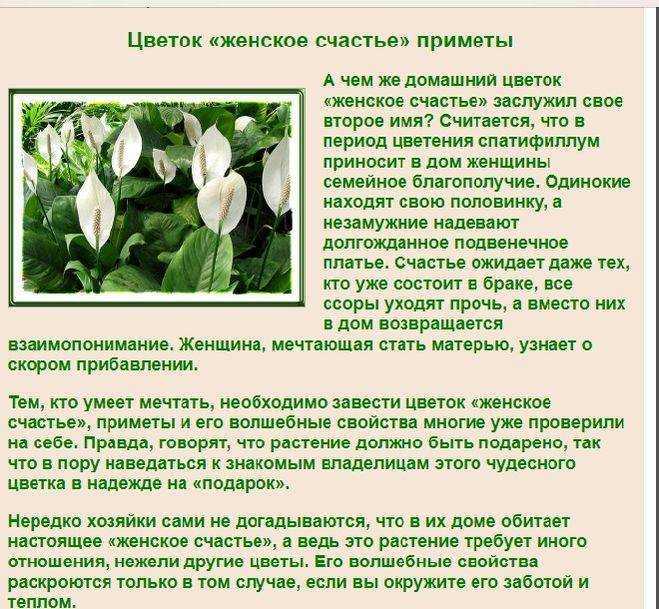 Цветок спатифиллум (spathiphyllum) – «женское счастье»