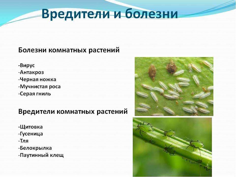 Коричневеют кончики листьев домашних цветов