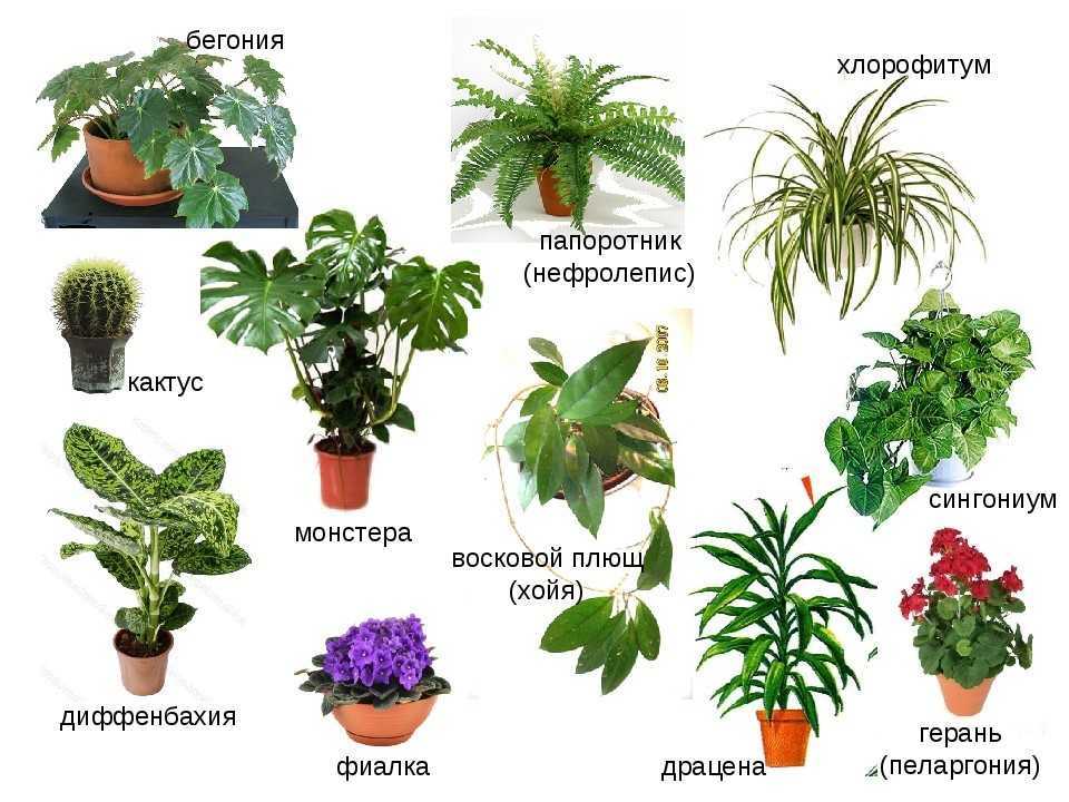 Цветущие комнатные растения: названия, фото и описания (каталог)