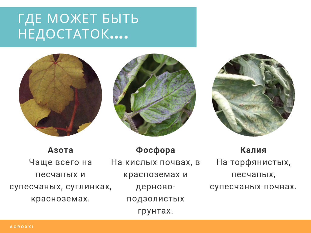Почему желтеют и опадают листья у гибискуса комнатного и что с этим делать?
