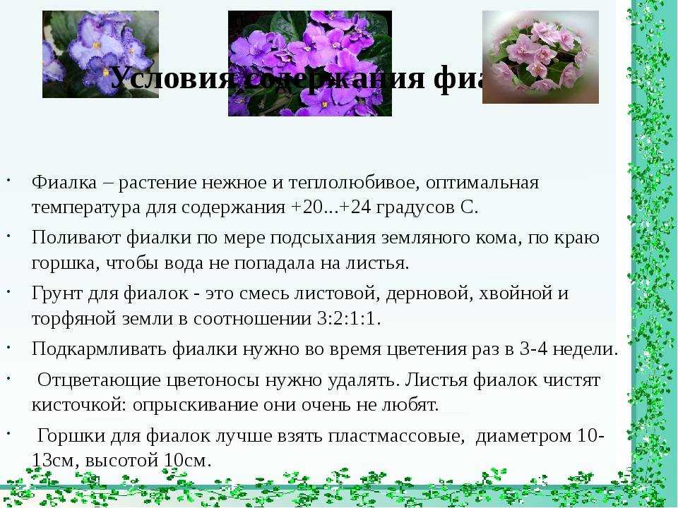 Цветущее украшение – узамбарская фиалка (сенполия)