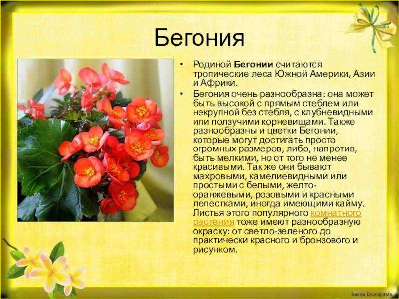 Бегония (70 фото) - виды, особенности ухода и выращивания