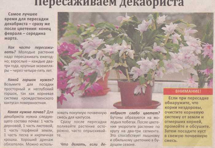 Декабрист: родина растения, страна происхождения комнатного цветка