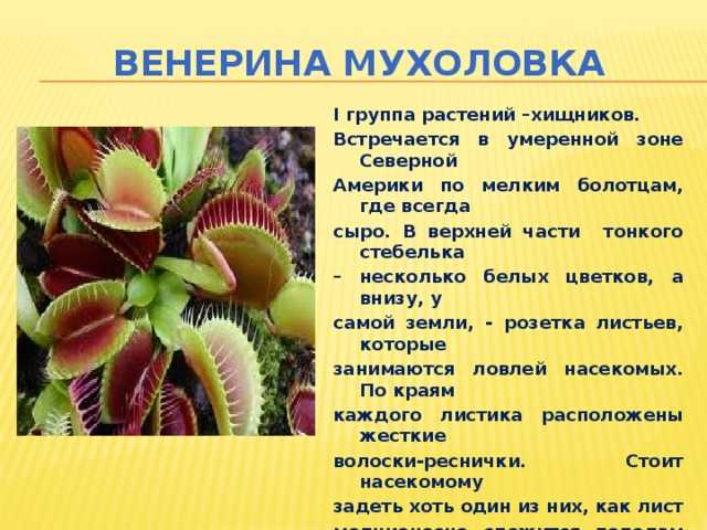 Венерина мухоловка (дионея): уход в домашних условиях, фото