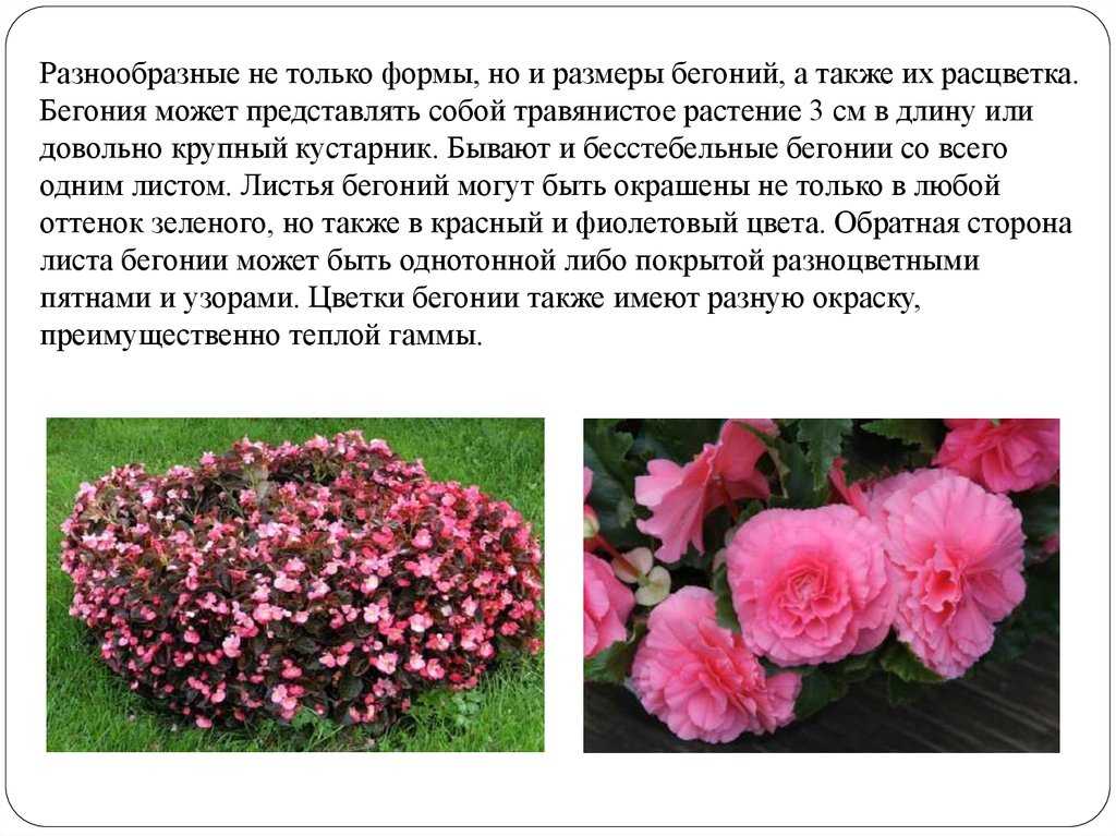 10 лучших красивоцветущих комнатных растений. список названий с фото — ботаничка