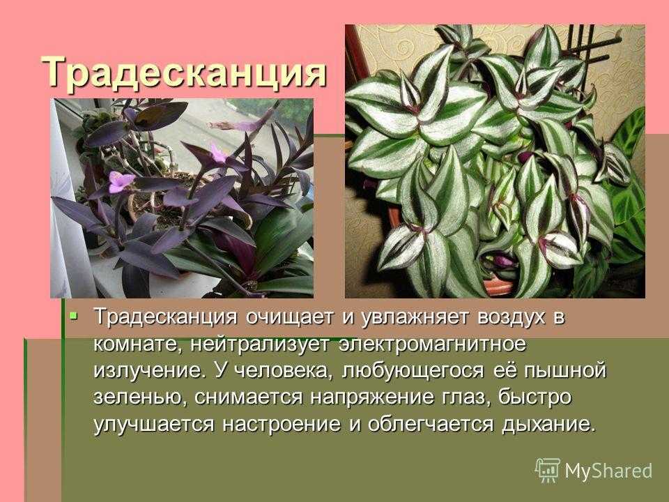 Фиолетовый цветок. цветок с фиолетовыми листьями. фиолетовые цветы: названия, фото :: syl.ru