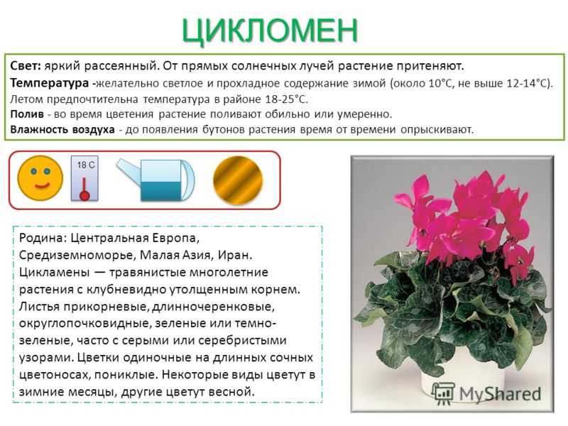 Примула комнатная - уход в домашних условиях, фото