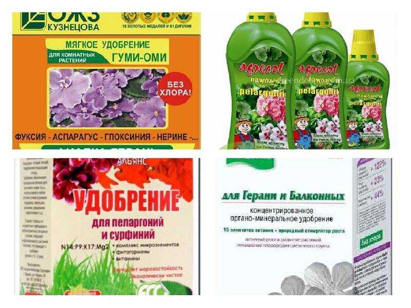Почему не цветет герань в домашних условиях: что делать