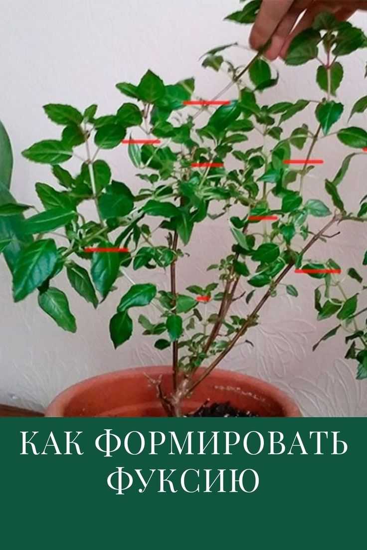 Как правильно провести процедуру обрезки гибискуса Когда нужно обрезать китайскую розу Как можно сформировать куст комнатного цветка в домашних условиях Какие варианты обрезки существуют