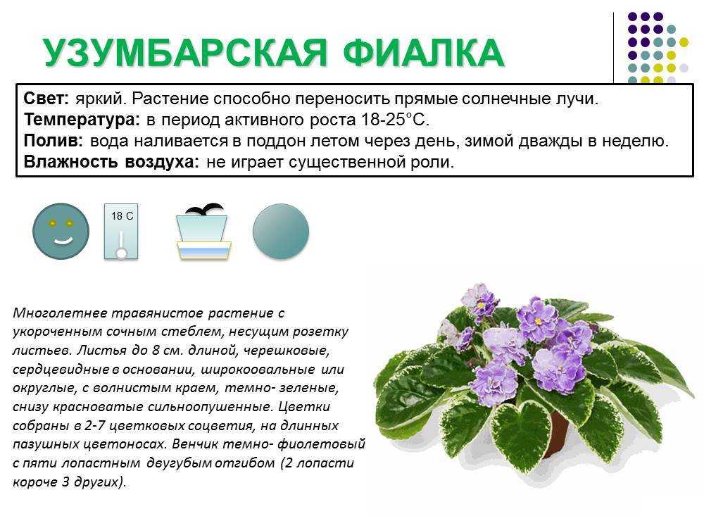 Уход за фиалкой в домашних условиях зимой: как поливать, удобрять, пересаживать нежный цветок