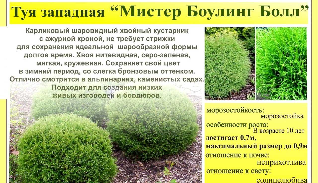 Пирамидальные, колоновидные и шаровидные сорта туи западной; особенности и использование в ландшафтном дизайне