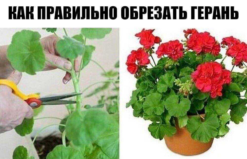 Герань – это растение, которое успешно выращивают многие садоводы. Почему она не цветет в домашних условиях, каковы причины отсутствия Как заставить пеларгонию зацвести дома и каким должен быть уход