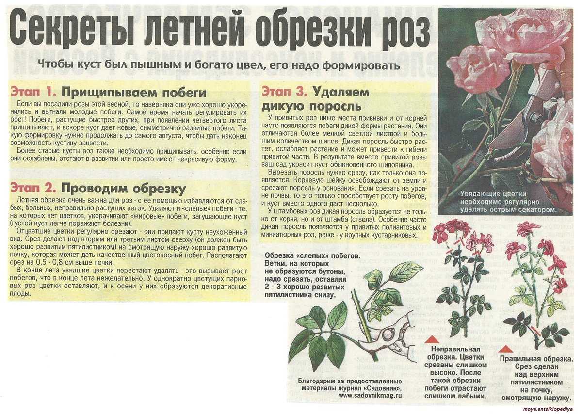 Китайская роза комнатная: уход в домашних условиях, вредители (фото)