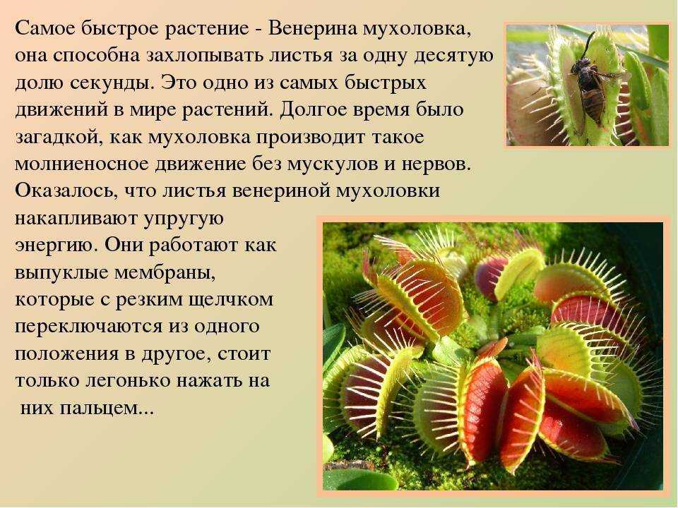 Венерина мухоловка: описание, как ухаживать за растением дома