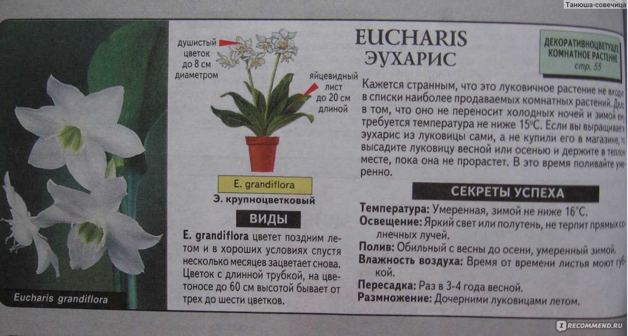 Эухарис: уход за растением в домашних условиях