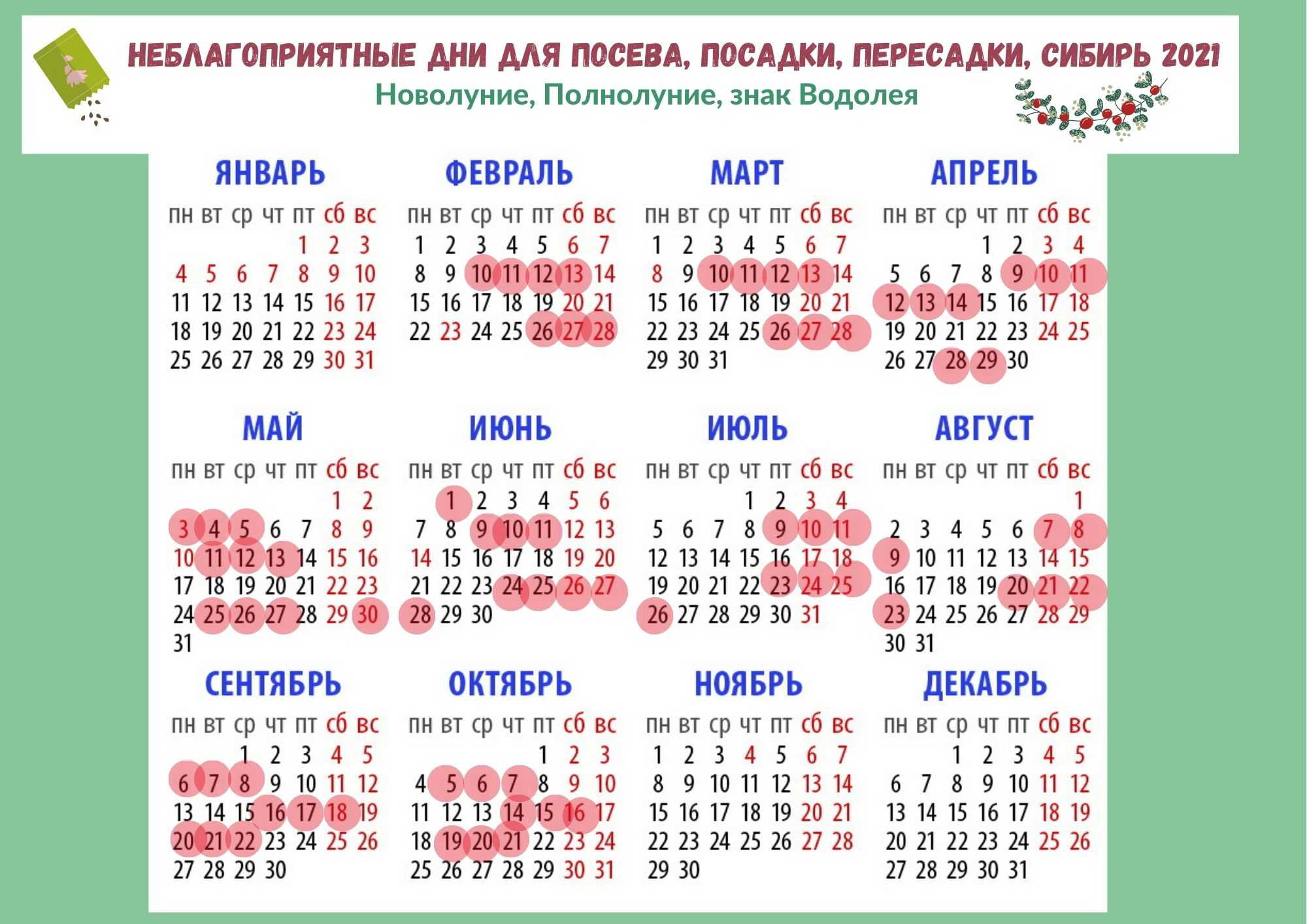 Как и когда лучше пересадить комнатные цветы?