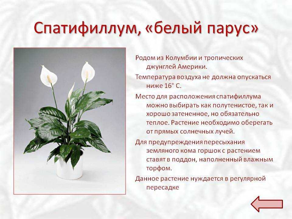 Спатифиллум: уход в домашних условиях и популярные разновидности цветка