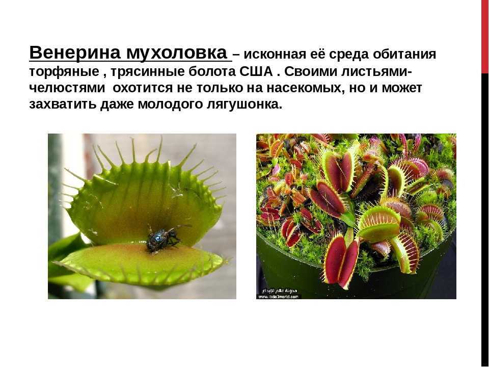 Венерина мухоловка - описание и фото растения, уход и выращивание в домашних условиях