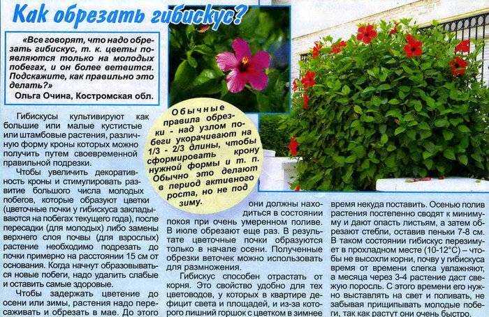 Комнатный гибискус, или китайская роза — красочное цветение и простой уход