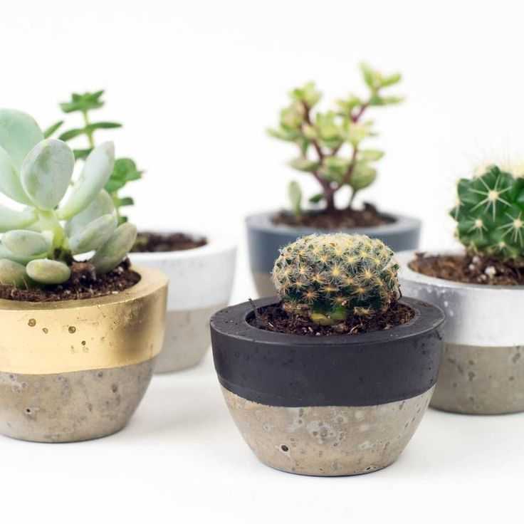 Как сделать горшки для суккулентов из цемента
