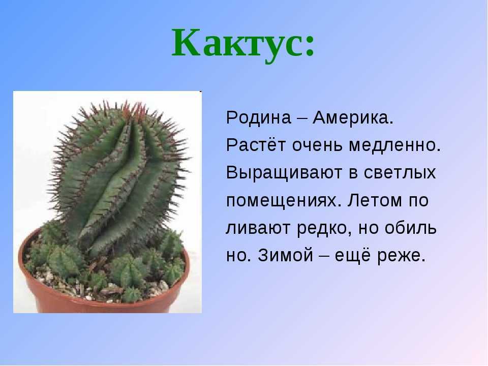 Кактусы, виды, размножение, уход, интересные факты 🔥фанфакт.ру