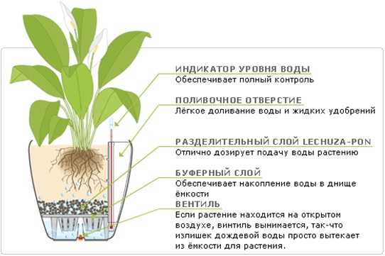 Как выращивать комнатные растения без земли и горшков: способ, покоряющий мир