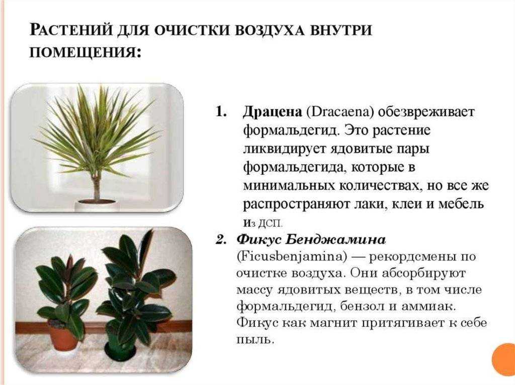 Цветы, очищающие воздух в квартире, какие комнатные растения лучше