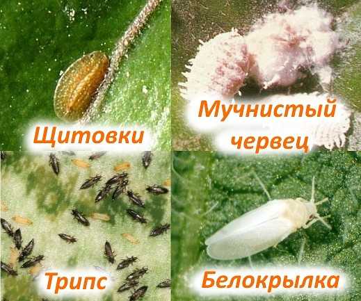 Почему сохнут кончики листьев у комнатных растений?