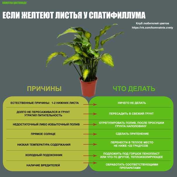 ᐉ почему желтеют края и кончики листьев у цветов - roza-zanoza.ru