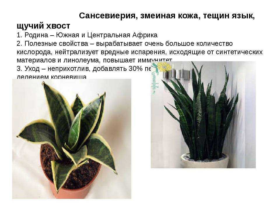 Род сансевиерия (sansevieria): описание, как выращивать, виды, фото