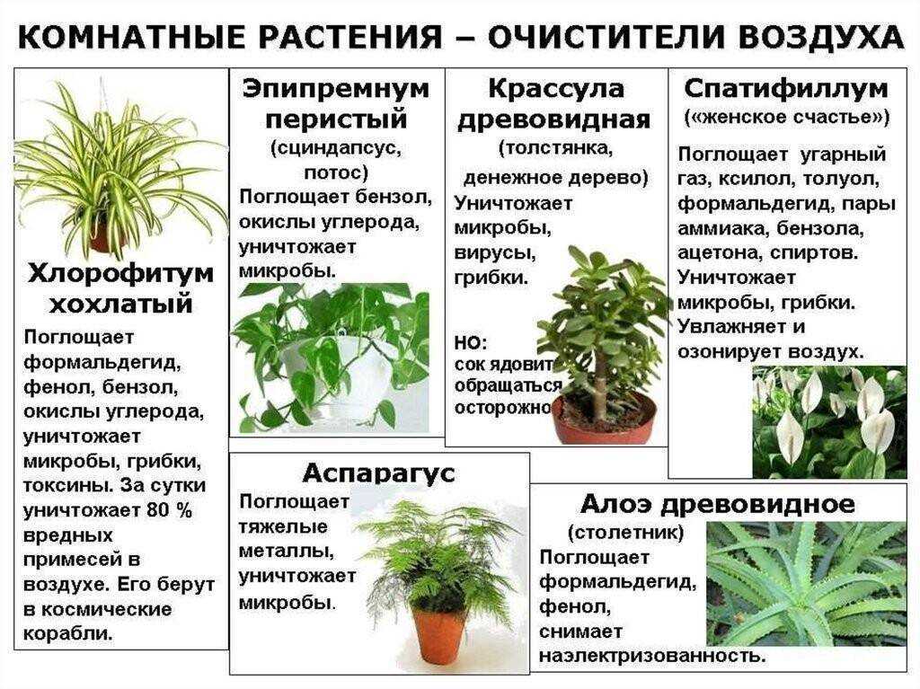8 лучших комнатных растений-фильтров