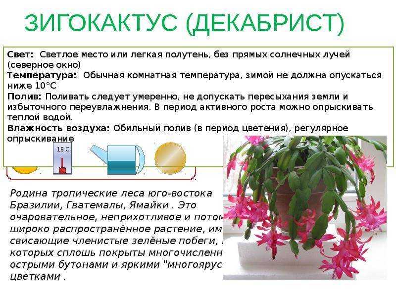Виды кактусов c фото и названиями, уход в домашних условиях