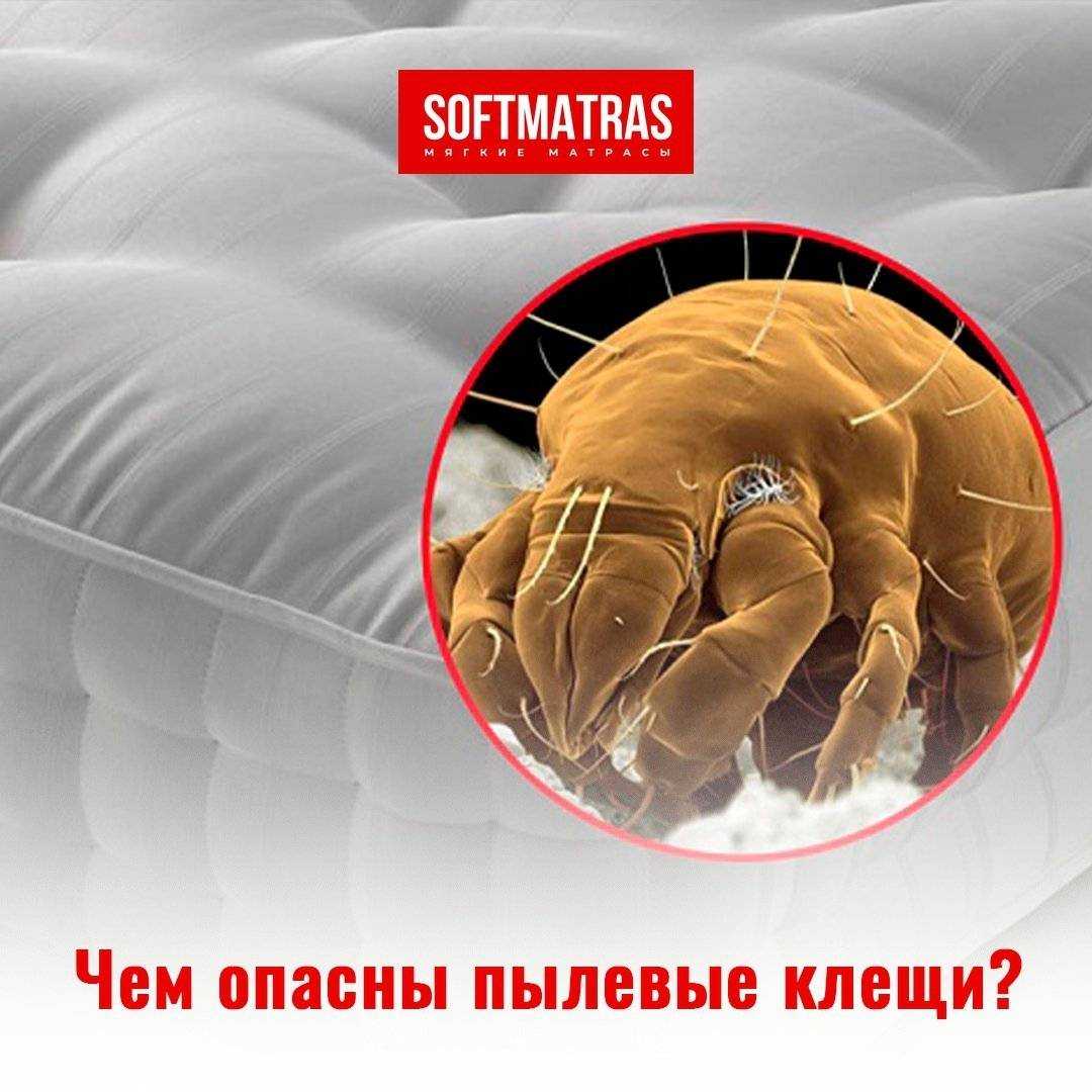 Постельные клещи: как они выглядят и как от них избавиться дома