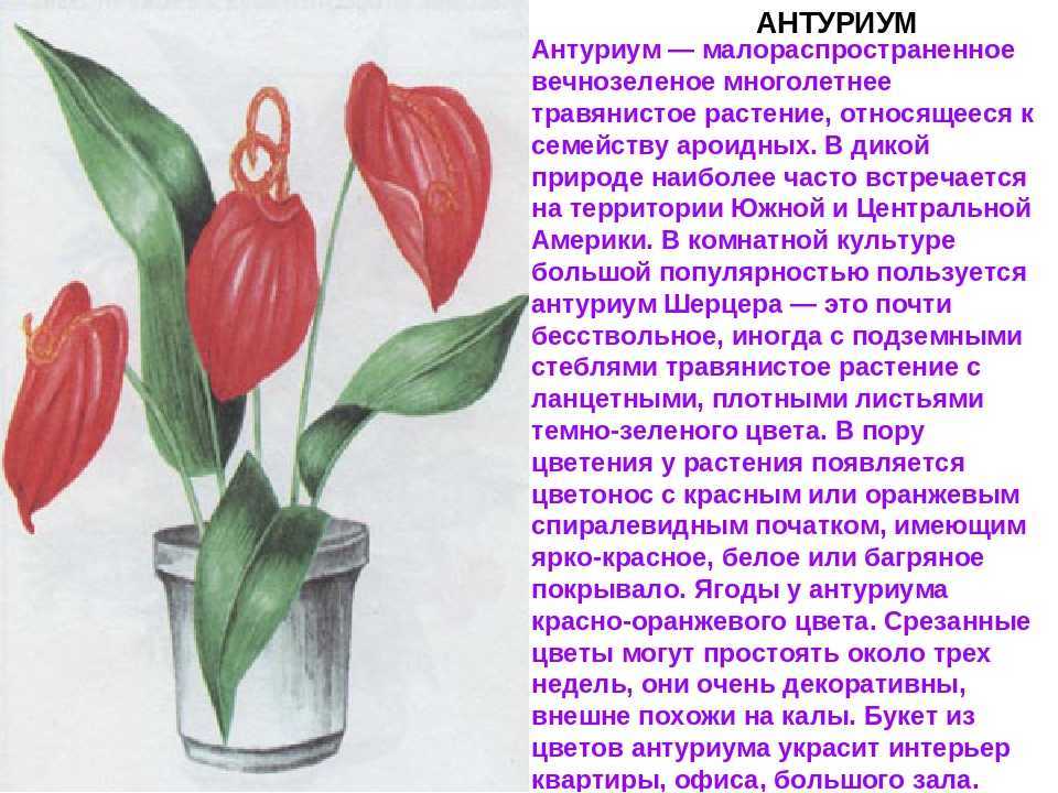 Как пересадить мужское счастье selo.guru — интернет портал о сельском хозяйстве