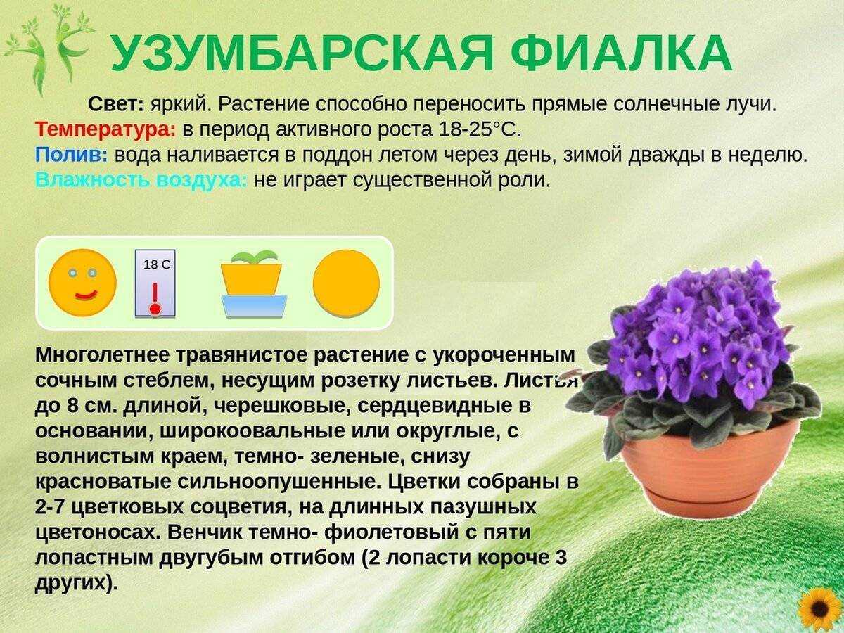 Уход за фиалкой в домашних условиях: нюансы, как выращивать сенполию комнатную в горшке, и как правильно ухаживать зимой за цветком, как заставить цвести?