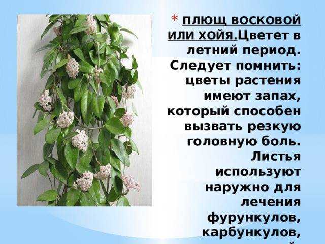 Хойя: уход в домашних условиях, виды воскового плюща, размножение, цветение